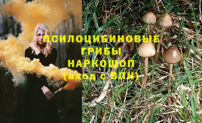 Галлюциногенные грибы MAGIC MUSHROOMS  Белая Холуница 